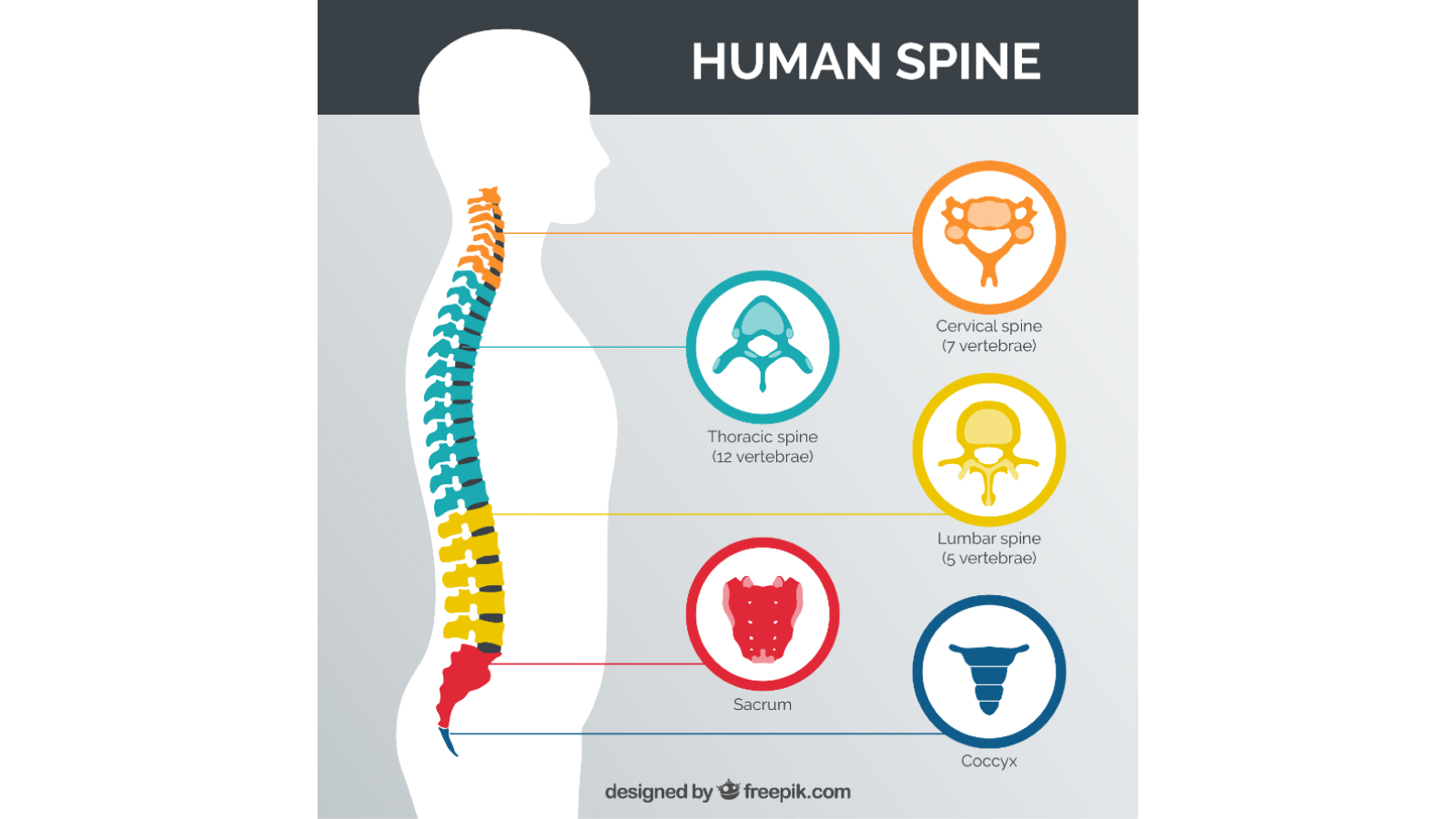 diagram showing the structure of the spine, including cervical, thoracic, lumbar, sacrum and coccyx