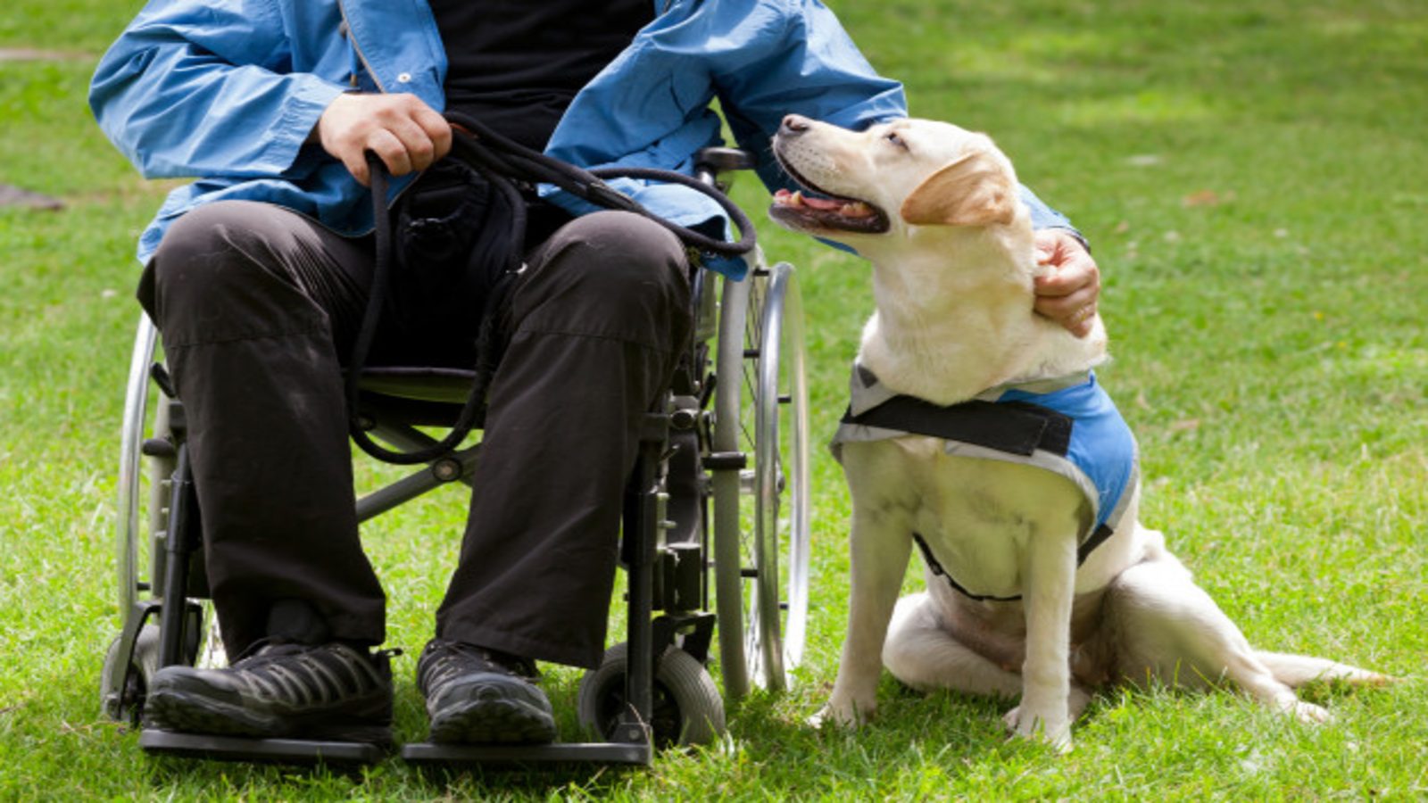 Man in a wheelchair with a guide dog beside him.