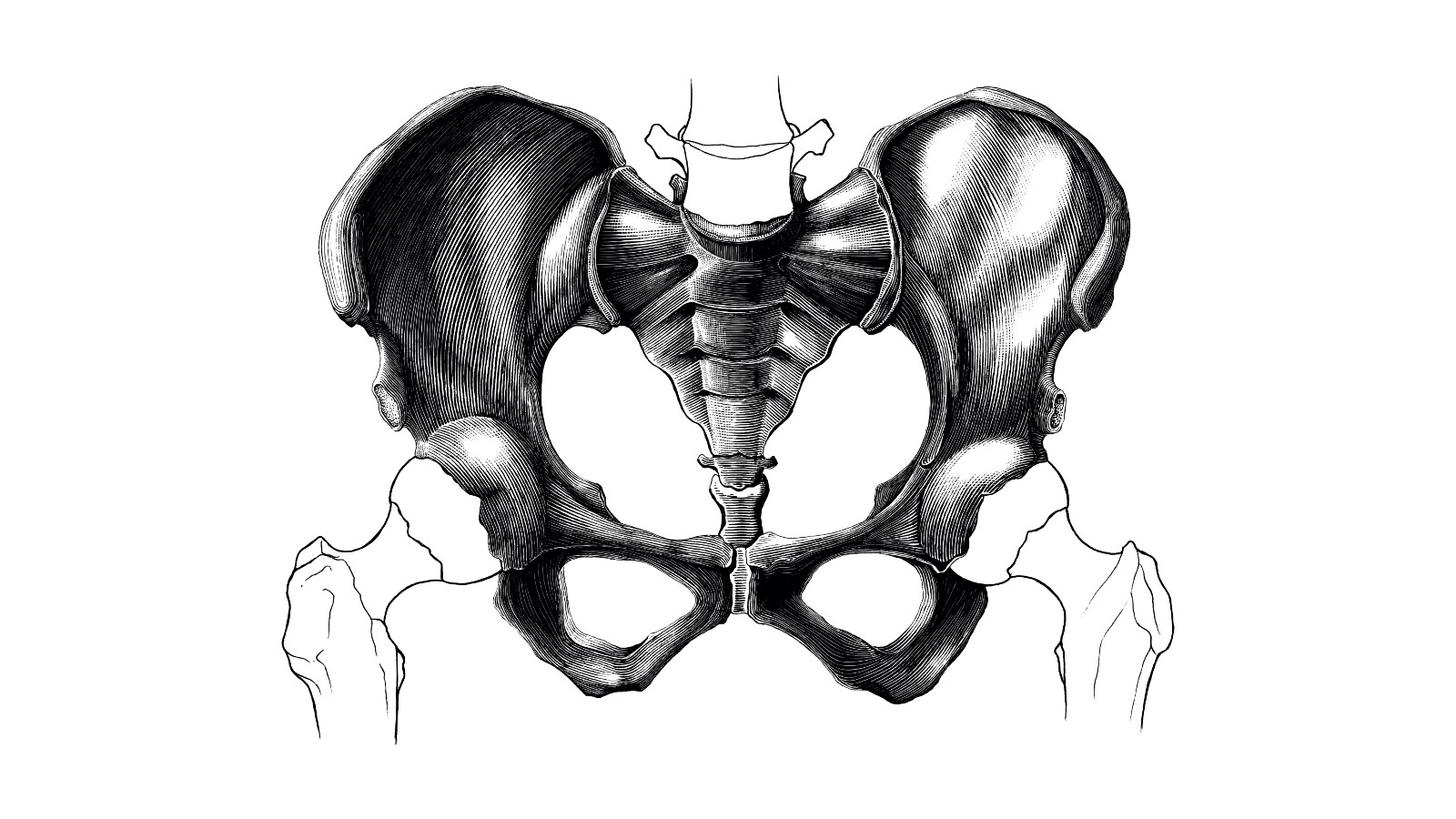 Diagram highlighting the pelvis in relation to lower spine and upper limbs