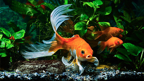 A Koi fish swimming aroundwith other fish