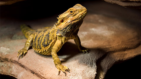 A Bearded Dragon amongst rocks