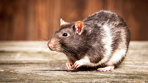 A grey and white rat infront of a wooden wall