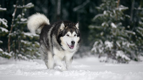 A Alaskan Malamute out in the snow