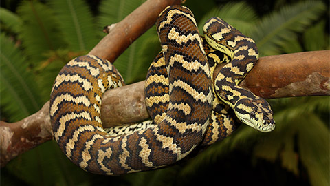 An Albino Darwin Carpet Python wrapped around a branch