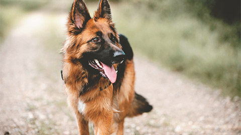 A German Shepherd walking outside