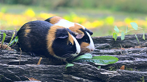 Two Guinea Pigs outside together