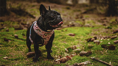 A bulldog outside wearing a harness