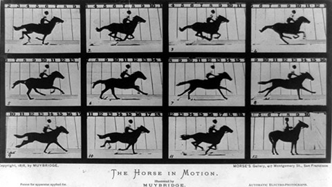 Muybridge horse images